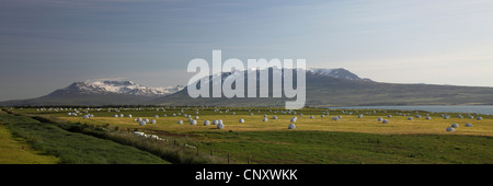 Silageballen in Wiesen, Island, Akureyri Stockfoto