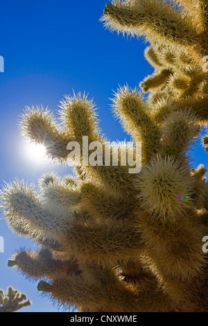 Teddybär Cholla, Jumping Cholla, Silber Cholla (Opuntia Bigelovii, Cylindropuntia Bigelovii), sprießen bei Gegenlicht gegen blauen Himmel, Joshua Tree Nationalpark, Sonora, California, USA Stockfoto