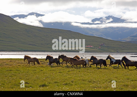 Isländisches Pferd, Islandpferd, Island Pony (Equus Przewalskii F. Caballus), Herde von Pferden auf Wiese, Island, Snaefellsnes Stockfoto