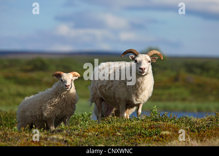 Isländische Schafe (Ovis Ammon F. Aries), zwei isländische Schafe, Island, Myvatn Stockfoto