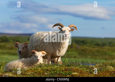 Isländische Schafe (Ovis Ammon F. Aries), drei isländischen Schafe, Island, Myvatn Stockfoto