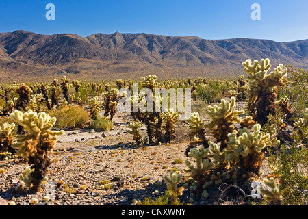 Teddybär Cholla, Jumping Cholla, Silber Cholla (Opuntia Bigelovii, Cylindropuntia Bigelovii), mehrere Personen in der Cholla Cactus Garden, USA, Kalifornien, Sonora, Joshua Tree Nationalpark Stockfoto