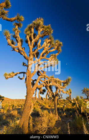 Joshua Tree (Yucca Brevifolia), im Abendlicht, USA, Kalifornien, Mojave, Joshua Tree Nationalpark Stockfoto