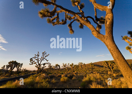 Joshua Tree (Yucca Brevifolia), im Abendlicht, USA, Kalifornien, Mojave, Joshua Tree Nationalpark Stockfoto