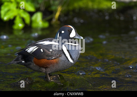 Harlekin Ente (Histrionicus Histrionicus), männliche in Laxa River Island, Myvatn Stockfoto