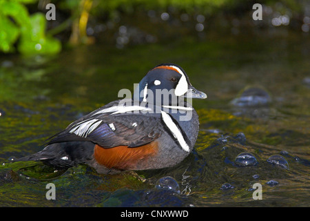 Harlekin Ente (Histrionicus Histrionicus), männliche Schwimmen im Laxa River Island, Myvatn Stockfoto