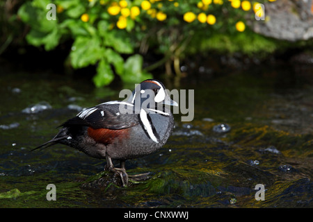 Harlekin Ente (Histrionicus Histrionicus), männliche in Laxa River Island, Myvatn Stockfoto