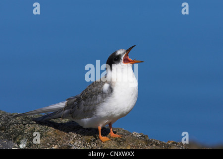 Küstenseeschwalbe (Sterna Paradisaea), Quietsche aufrufen, Island, Myvatn Stockfoto