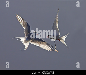 Küstenseeschwalbe (Sterna Paradisaea), fliegen und kämpfen, Island, Snaefellsnes Stockfoto