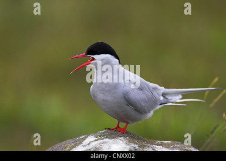 Küstenseeschwalbe (Sterna Paradisaea), mit der Aufforderung, Island, Sandgerdi Stockfoto