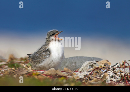 Küstenseeschwalbe (Sterna Paradisaea), Küken, Island, Latrabjarg aufrufen Stockfoto