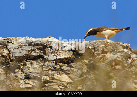 Kurdische Steinschmätzer, Kurdistan Steinschmätzer, Kastanie-Psephotus Steinschmätzer, rot-Psephotus Steinschmätzer (Oenanthe Xanthoprymna), Männchen mit Wurm in seinem Schnabel, Türkei, Adyaman, Nemrut Dagi, Karadut Stockfoto