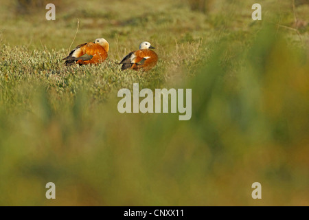 Ruddy Brandgans (Tadorna Ferruginea, Casarca Ferruginea), koppeln ruht auf einer Wiese, Silifke, Türkei, Goesu Delta Stockfoto