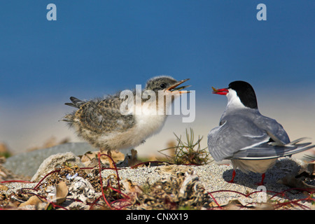 Küstenseeschwalbe (Sterna Paradisaea), Fütterung, Island, Latrabjarg Stockfoto