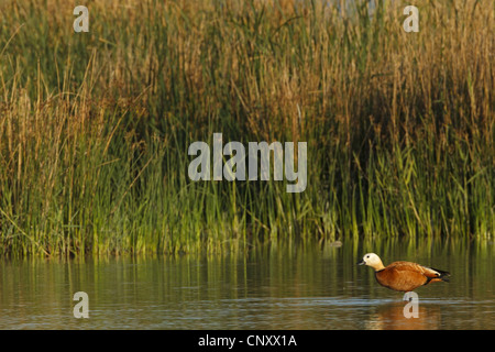 Ruddy Brandgans (Tadorna Ferruginea, Casarca Ferruginea), stehen im flachen Wasser, Türkei, Goeksu Delta, Silifke Stockfoto
