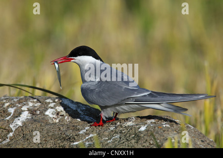 Küstenseeschwalbe (Sterna Paradisaea), mit Fisch im Schnabel, Island, Flatey Stockfoto