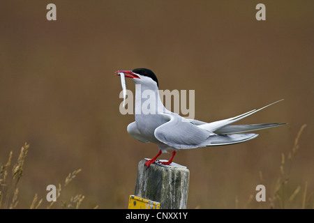 Küstenseeschwalbe (Sterna Paradisaea), mit Fisch im Schnabel, Island, Kap Dyrhólaey Stockfoto