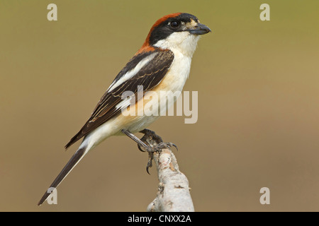 Rotkopfwürger (Lanius Senator), männliche sitzt auf einem Ast, Silifke, Türkei, Goeksu Delta Stockfoto