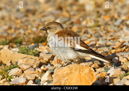 weiß-winged Schnee Finch (Montifringilla Nivalis), sitzt auf einem steinigen Boden, Türkei, Adyaman, Nemrut Dagi, Karadut Stockfoto