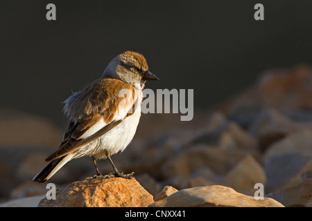 weiß-winged Schnee Finch (Montifringilla Nivalis), sitzt auf einem steinigen Boden, Türkei, Adyaman, Nemrut Dagi, Karadut Stockfoto