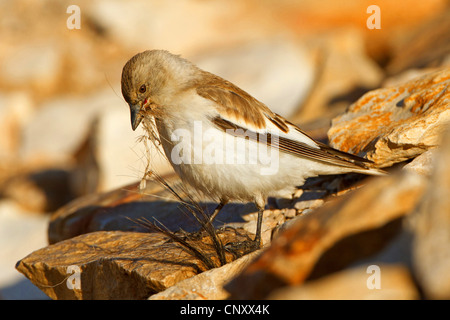 weiß-winged Schnee Finch (Montifringilla Nivalis), sammeln von Nistmaterial, Türkei, Adyaman, Nemrut Dagi, Karadut Stockfoto