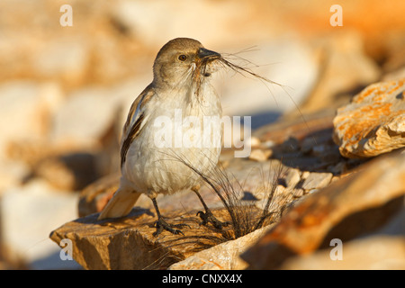 weiß-winged Schnee Finch (Montifringilla Nivalis), sammeln von Nistmaterial, Türkei, Adyaman, Nemrut Dagi, Karadut Stockfoto