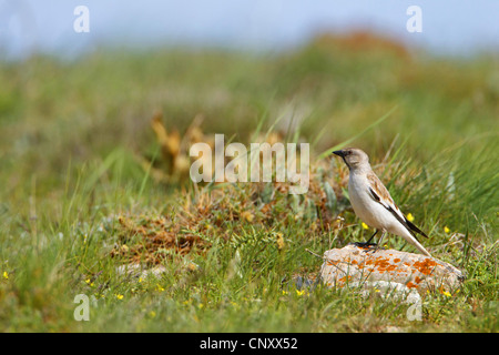 weiß-winged Schnee Finch (Montifringilla Nivalis), sitzt auf einem Stein in einer Wiese, Türkei, Nigde, Aladağlar Demirkazik Stockfoto