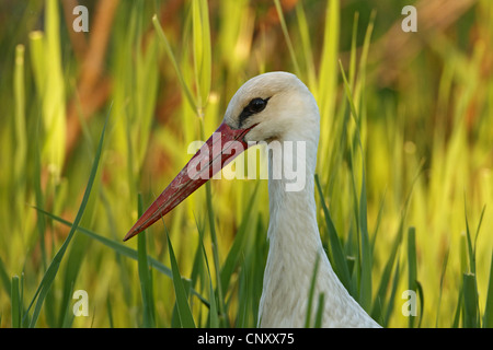 Weißstorch (Ciconia Ciconia), Porträt vor Reed, Silifke, Türkei, Goeksu Delta Stockfoto