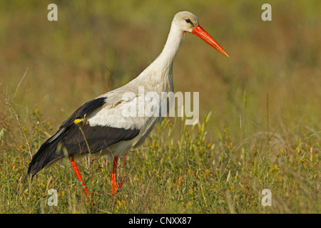 Weißstorch (Ciconia Ciconia), zu Fuß auf einer Wiese, Silifke, Türkei, Goeksu Delta Stockfoto