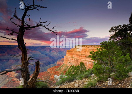 toter Baum am südlichen Rand des Grand Canyon im Abendlicht, Blick vom Mohave Point zum Hopi Point, USA, Arizona, Grand Canyon National Park Stockfoto