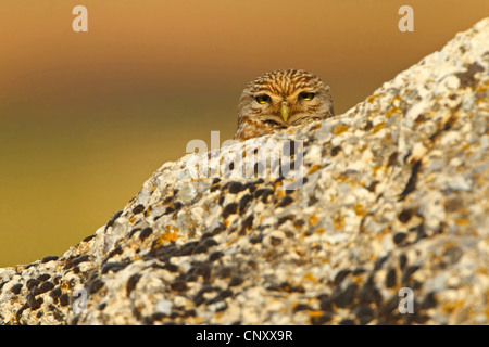 Steinkauz (Athene Noctua), spähte hinter einem Felsen, der Türkei, Sanliurfa Stockfoto