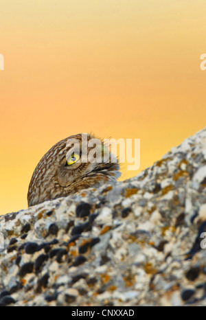 Steinkauz (Athene Noctua), spähte hinter einem Felsen, der Türkei, Sanliurfa Stockfoto