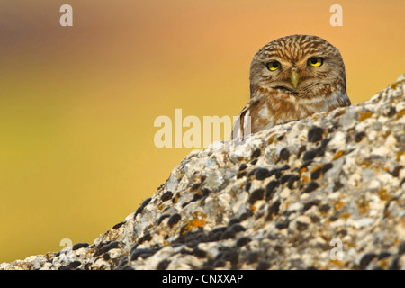 Steinkauz (Athene Noctua), spähte hinter einem Felsen, der Türkei, Sanliurfa Stockfoto