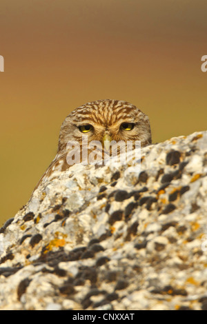 Steinkauz (Athene Noctua), spähte hinter einem Felsen, der Türkei, Sanliurfa Stockfoto