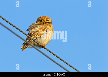 Steinkauz (Athene Noctua), sitzt auf einem Stromkabel, Türkei, Silifke, Cambazli Stockfoto