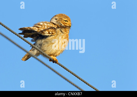 Steinkauz (Athene Noctua), sitzt auf einem Stromkabel dehnen die Flügel, Türkei, Silifke, Cambazli Stockfoto