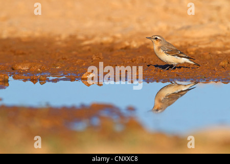 nördlichen Steinschmätzer (Oenanthe Oenanthe), weibliche reflektiert in einer Pfütze, Frankreich, Provence, Camargue Stockfoto