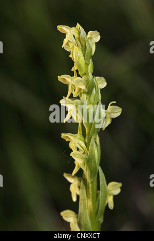 Nördlichen Green Orchid (Platanthera Hyperborea), blühen, Island Stockfoto