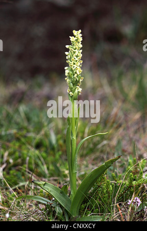 Nördlichen Green Orchid (Platanthera Hyperborea), blühen, Island, Snaefellsnes Stockfoto