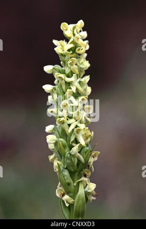 Nördlichen Green Orchid (Platanthera Hyperborea), blühen, Island Stockfoto