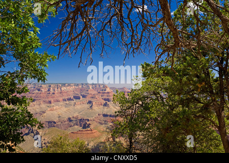 Blick vom südlichen Rand durch Bäume auf den Grand Canyon, USA, Arizona, Grand Canyon National Park Stockfoto