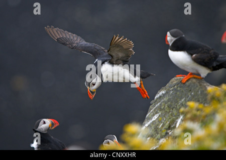 Papageitaucher, gemeinsame Papageientaucher (Fratercula Arctica), Landung, Island, Kap Dyrhólaey Stockfoto