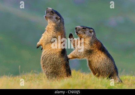 Alpine Murmeltier (Marmota Marmota), zusammenstehen Holzkreuz in der Alm, Österreich, Nationalpark Hohe Tauern, Heiligenblut Stockfoto