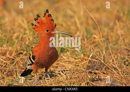 Afrikanische Hoepoe (Upupa Africana), sitzen auf dem Boden, Botswana Okavango, Moremi Game Reserve Stockfoto