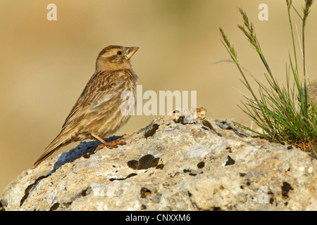 Rock-Spatz (Passer Petronia Petronia Petronia), sitzt auf einem Felsen, der Türkei, Nigde, Nemrut Dagi, Karadut Stockfoto