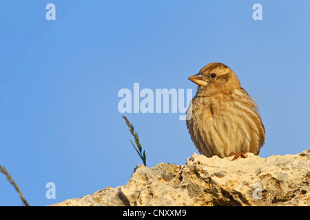 Rock-Spatz (Passer Petronia Petronia Petronia), sitzt auf einem Felsen, der Türkei, Nigde, Nemrut Dagi, Karadut Stockfoto