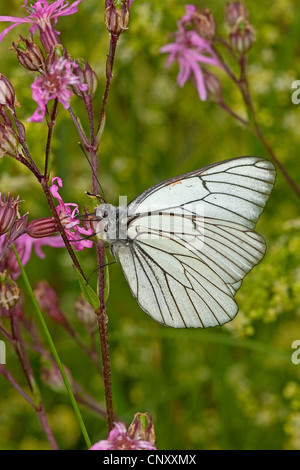 Schwarz-veined weiß (Aporia Crataegi), saugen Nektar, Deutschland Stockfoto