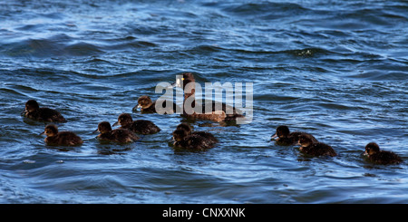 Reiherenten (Aythya Fuligula), mit Küken, Island, Myvatn Stockfoto