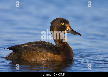 Reiherenten (Aythya Fuligula), Weiblich, Island, Myvatn schwimmen Stockfoto