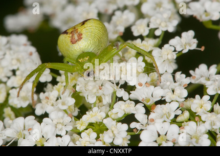 Dreieck-Krabbenspinne (Ebrechtella Tricuspidata, Misumenops Tricuspidatus), weibliche lauern auf weißen Blüten, Deutschland Stockfoto